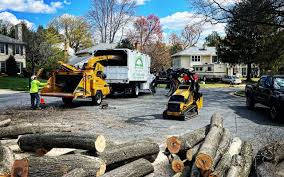 How Our Tree Care Process Works  in  Queens, NY